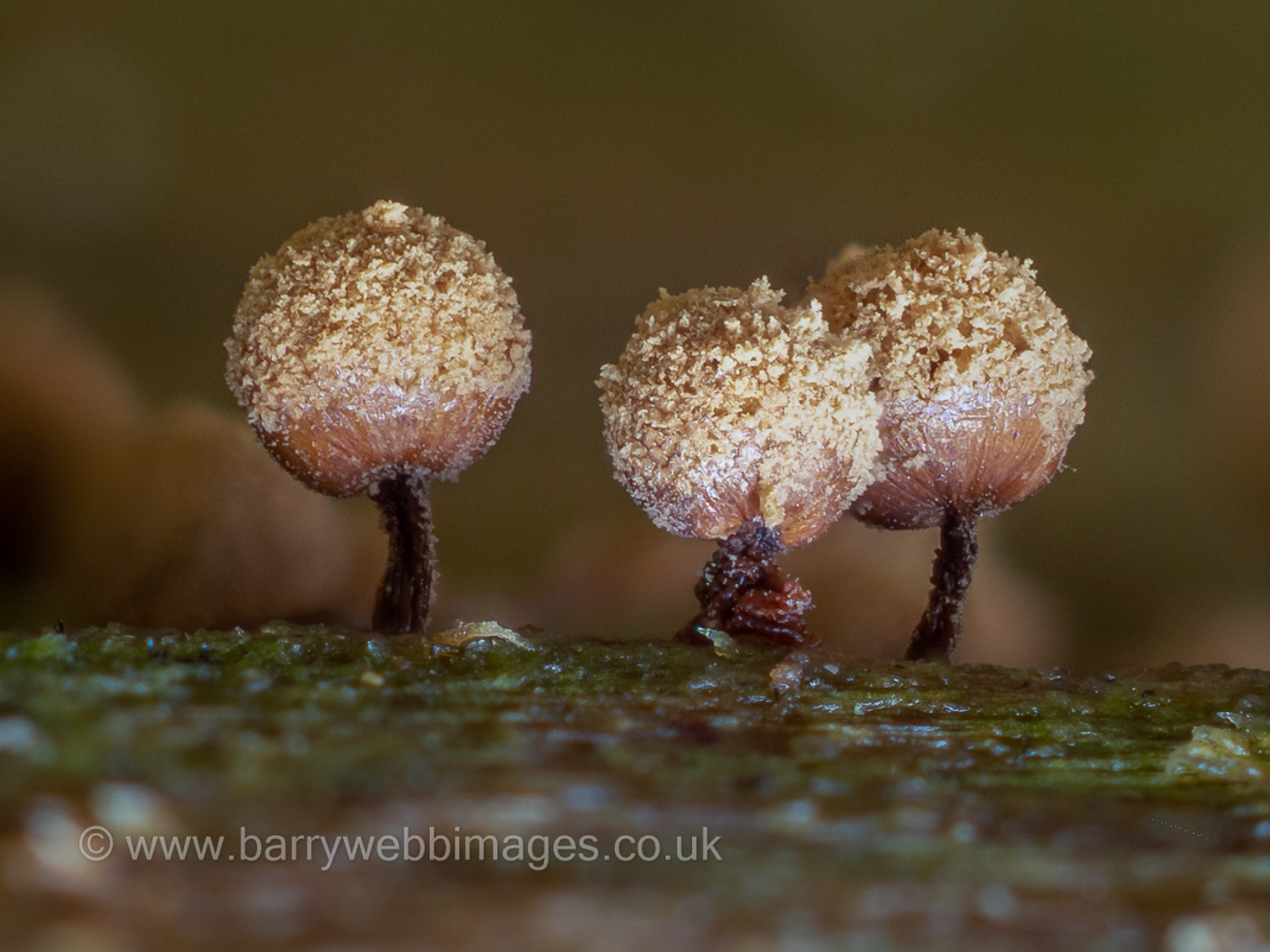 Photo © Barry Webb Cribraria vulgaris by Barry Webb
